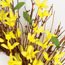 Collections Etc Spring Forsythia Floral Twig Door Wreath - Seasonal Door Accent for Any Room, Yellow