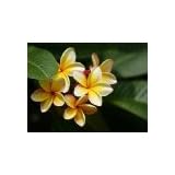 Hawaiian Yellow Melemele Plumeria Frangipani Plant Cutting