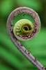 Framed Wall Art Print Young Rolled-up Fern Fiddlehead, Braulio Carrillo National Park, Costa Rica by Thomas Marent 18.25 x 24.25