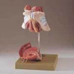 Female Genital Organs