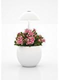 123WeGrow Hydroponic Indoor Garden System, LED Lights, Automatic, Grow Herbs, Grow Vegetables (white)