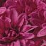 Collections Etc. Artificial Chrysanthemums, Low-Maintenance Colorful Artificial Flower Bouquets, Set of 3, Purple