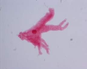 Aim Amoeba Proteus Prepared Slide Amazon In Industrial Scientific