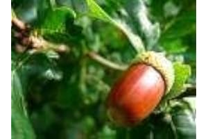 10 Red Oak Tree Seeds!: Only Seeds