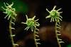Framed Wall Art Print Deer Fern fiddleheads Pacific Coast North America by Gerry Ellis 17.75 x 13.75