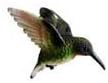 Clark Collection CC52033 Ruby Throated Hummingbird Window Magnet by Clark Collection