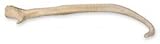 American Mink Baculum (5cm) (Natural Bone)