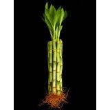 KL Design & Import - 10 Stalks Of 8 Inch Straight Lucky Bamboo For Feng Shui Or Gifts