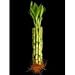 KL Design & Import - 10 Stalks Of 8 Inch Straight Lucky Bamboo For Feng Shui Or Gifts