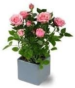 Arpit Agro Ind Pink Rose Live Plant