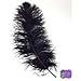 Special Sale Ostrich Feathers Wholesale Bulk 10/14