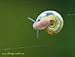 10+ Ramshorn Snails (1/3 inch+) - Algae-eaters and safe for fish, plants, and shrimp!