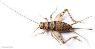 Central Valley Cricket Live Crickets 1000 Assorted Amazon Com