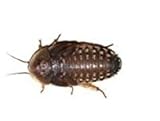 Dubia Roaches 100 large