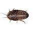 Dubia Roaches 100 large