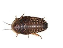 Dubia Roaches 100 large