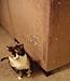 Cat Scratch Guard Furniture Protectors (17 x 9 inch - 2 Pack)