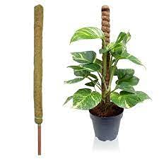 PANKAJ NURSERY Coir Stick for Indoor, House and Plant Creepers Support 3ft, Pack of 2