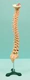 SEOH Human Vertebrae on Stand Model For Biology or