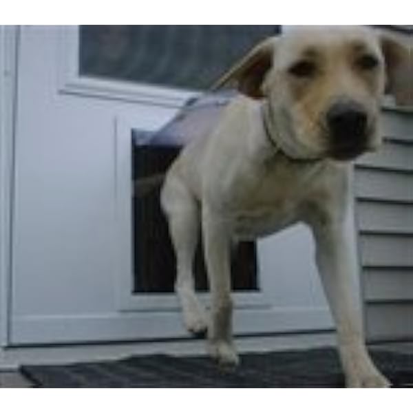 insulated storm door with pet door