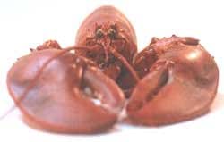 Colossal Ten Pound Live New England Lobster