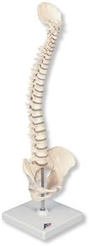 Mini-Human Spinal Column Model- Flexible, on Base
