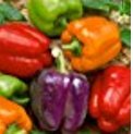 Organic Rainbow Mix Pepper 150 Seeds #98182 Item Upc#650348692605 Each color has its own distinctive flavor