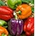 Organic Rainbow Mix Pepper 150 Seeds #98182 Item Upc#650348692605 Each color has its own distinctive flavor primary