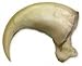 Canadian Lynx Claw (4.5cm) (Museum Quality Replica)