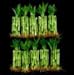 KL Design & Import - 100 Stalks Of 4 Inch Straight Lucky Bamboo For Feng Shui Or Gifts