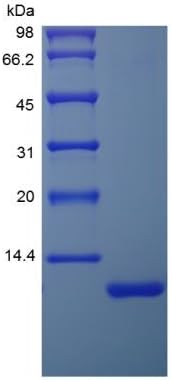 Recombinant Human DES1-3 IGF-1 Protein