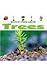 Trees (Watch Them Grow) - Jennifer Howse