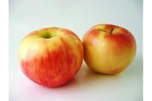 Fresh Honeycrisp Apples (3lb) by Tropical Importers