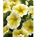 50 Supertunia Citrus Petunia Seeds