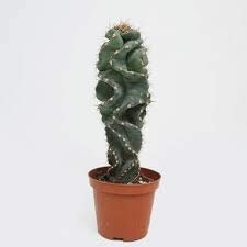 Sapna Nursery Cereus Forbesicspiralis Live Plant