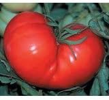 Beef steak tomatoes - 100 seeds in each packet