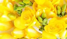 Radha Krishna Agriculture Freesia Yellow Aromatic Flower Bulbs For Gardening, 4 Pieces