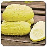Organic Non-GMO Boothby Blonde Cucumber - OPEN-POLLINATED - Garden Vegetable Seed for Planting (price includes shipping)