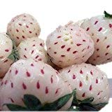 White Carolina Pineberry Plants - 10 Roots -Bareroot-Pineapple/Strawberry Flavor