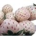 White Carolina Pineberry Plants - 10 Roots -Bareroot-Pineapple/Strawberry Flavor primary
