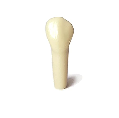 Frasaco Replacement AG-3 Typodont Practice Teeth for Dental Manikin ORE/LDS exams (Pack of 10, Tooth # 13)