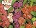 100 IMPATIENS (Balsam / Lady Slipper / Touch Me Not) Impatiens Balsamina Flower Seeds