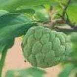 Baimai 30 Seeds Tropical Asian Thai Custard Apple Fruit Tree