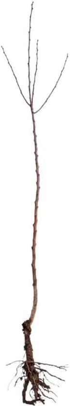 5 Red Maple Trees (6-12" Tall) Live Bareroot Seedlings - Fast Growing Shade Tree for Zones 3-9 - Fall Color