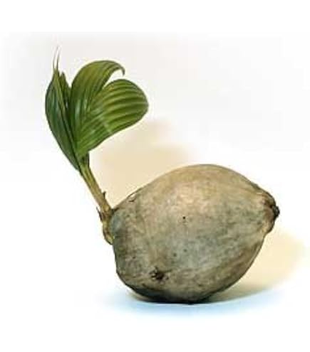 Amazon.com: 椰子(綠色)夏威夷植物棕櫚樹椰子樹椰子樹即煮即食鍋,1 個