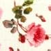 Blueberry Pet 9 Patterns Step-in Spring Scent Inspired Pink Rose Print Ivory Dog Harness, Chest Girth 16.5