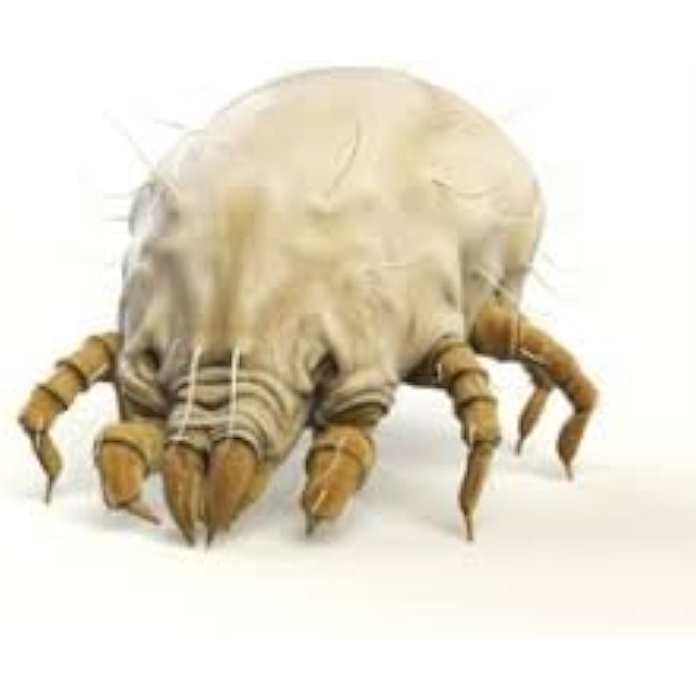 Bed Bug Dust Mite 24 Oz Ready To Use Spray Natural Solution That Safely