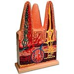 Intestinal Villi Anatomy Model