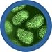 GIANTmicrobes Flu Plush –Learn About Your Respiratory System with This Fun get Well Gift for Friends, Family, Students, Doctors, Nurses and Scientists