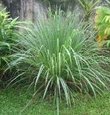 Lemongrass Plant- 3 seperate in 2.25 Inch Size! Non GMO! Organic! Also Known As Fever Grass, Cymbopogon Citratus/ Known for being a Natural Mosquito Repellent! Daylily Nursery